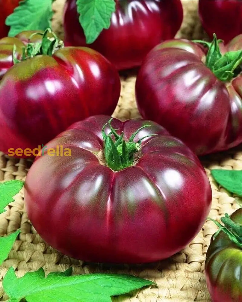 Burgundy Tomato Seeds For Vegetable Planting Seeds