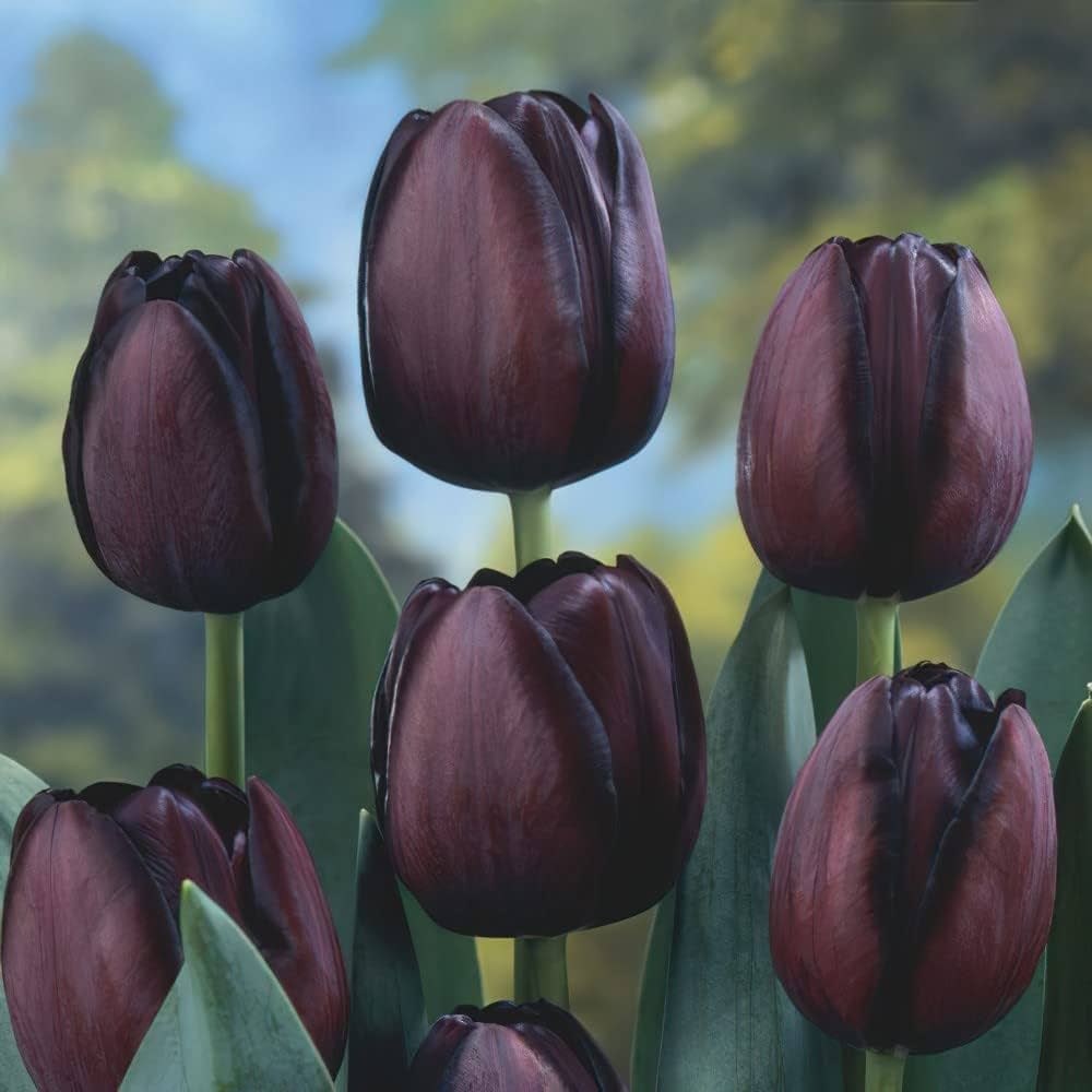 Burgundy Tulip Seeds for Planting