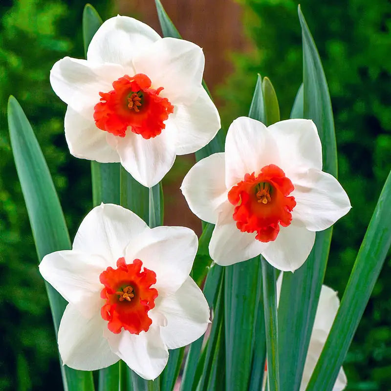 Burgundy and White Daffodil Flower Seeds for Planting