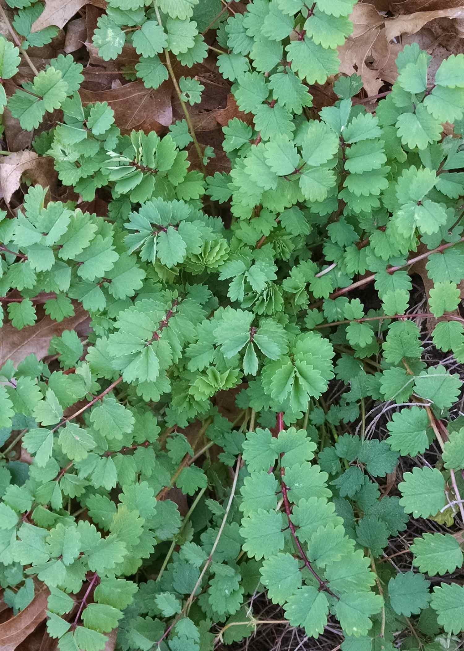 Burnet Seeds Germinating in Well-Drained Soil