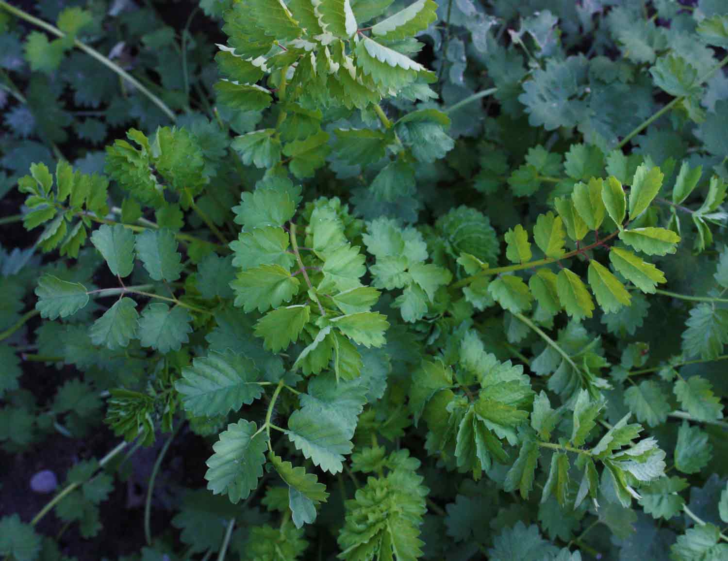 Young Burnet Seedlings Growing Indoors