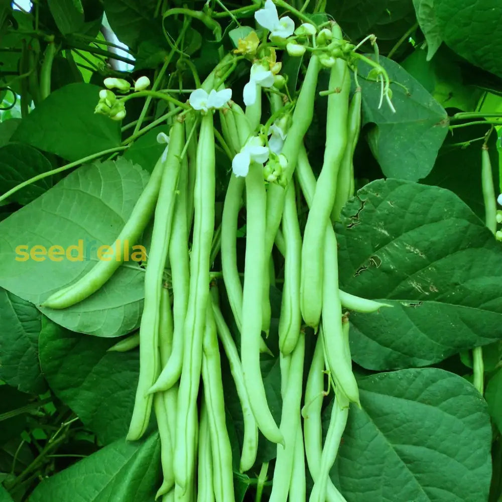 Bush bean seeds for planting non GMO