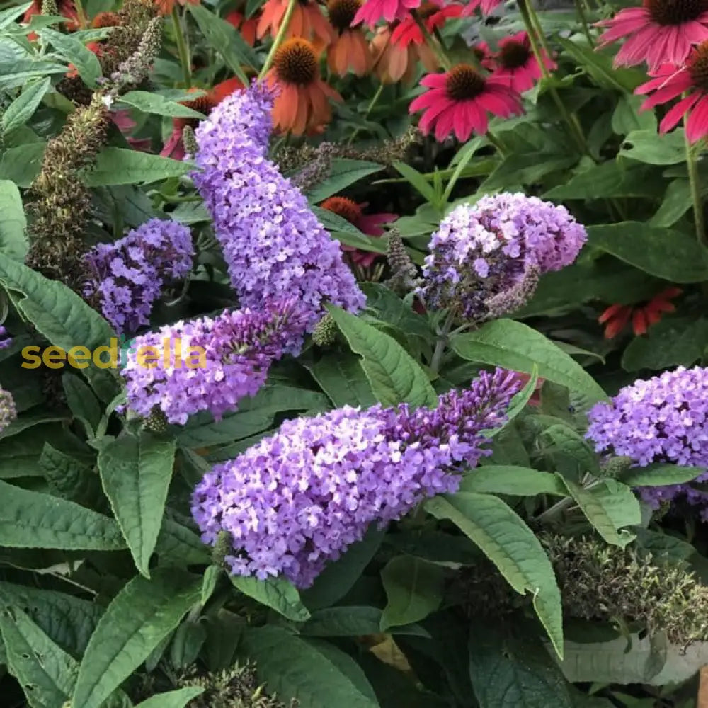 Bush Buddleia Flower Seeds Planting Guide