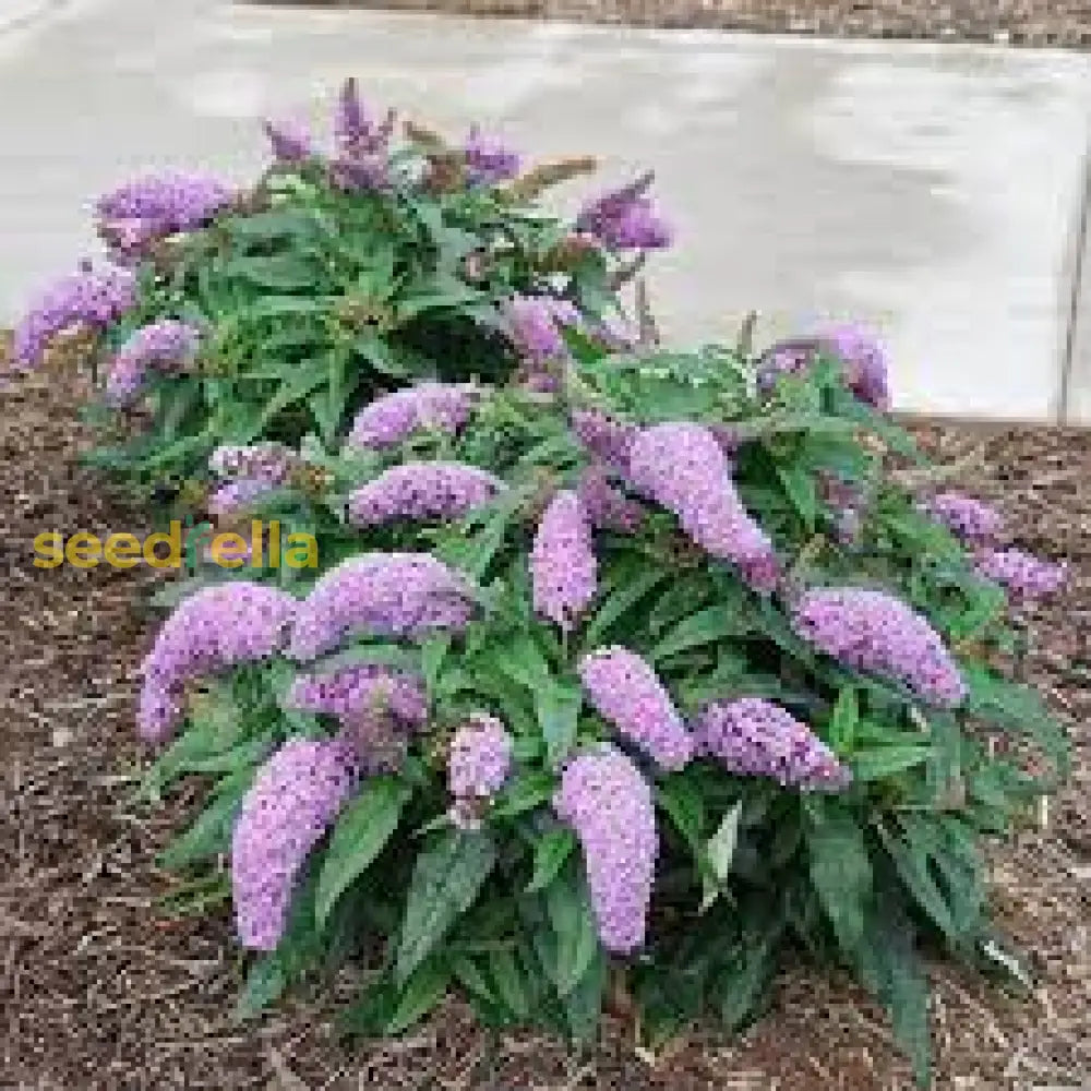 Bush Buddleia Flower Seeds Planting Guide