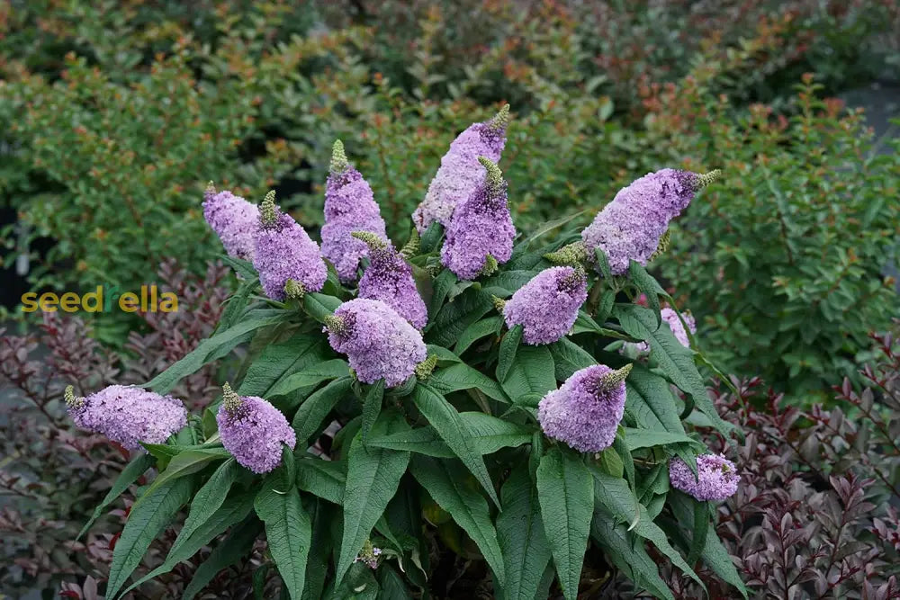 Bush Buddleia Flower Seeds Planting Guide