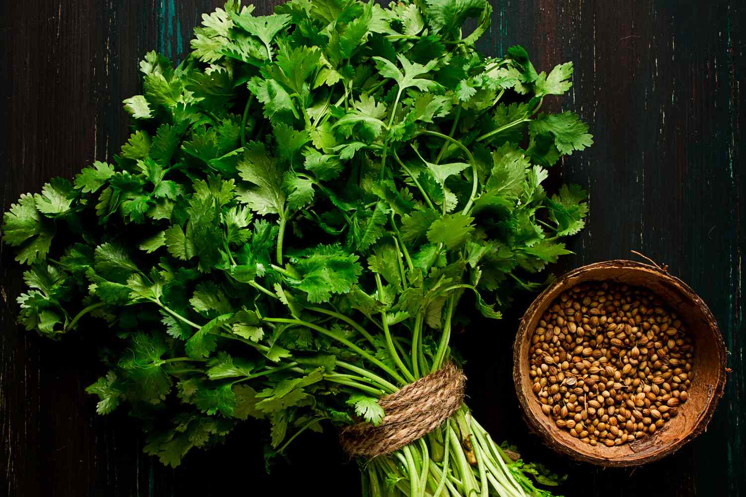 Bushy cilantro herb plant for home garden