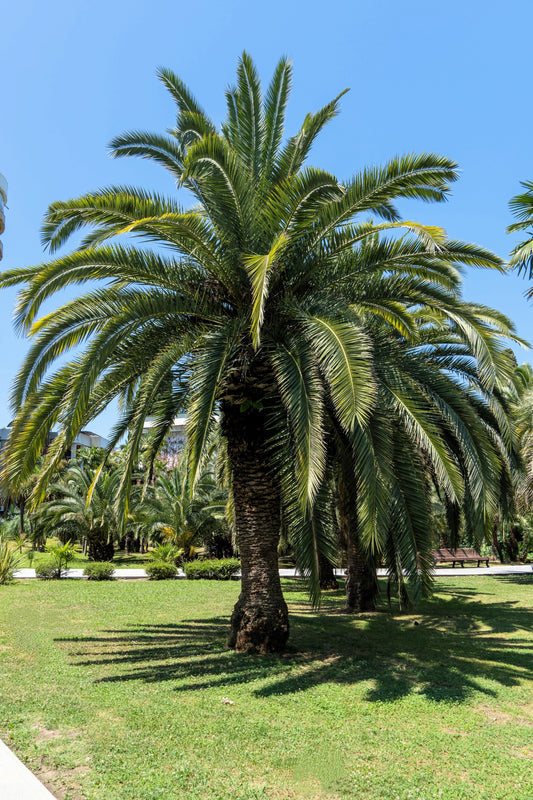 Butia capitata Coco Palm seeds for planting