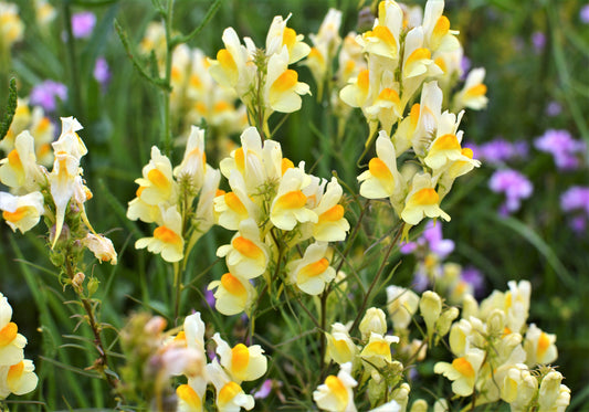 Butter and Eggs Toadflax Linaria vulgaris yellow wild snapdragon flower seeds for planting