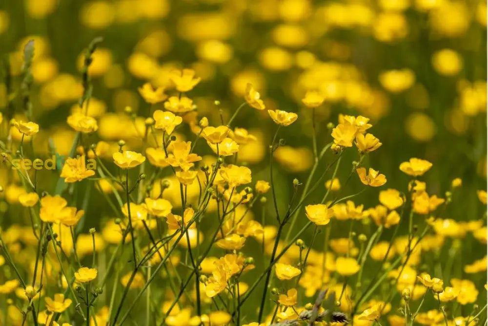 Yellow Buttercup seeds for containers and landscaping
