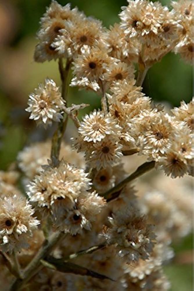 Butterfly feeding on Sweet Everlasting flowers