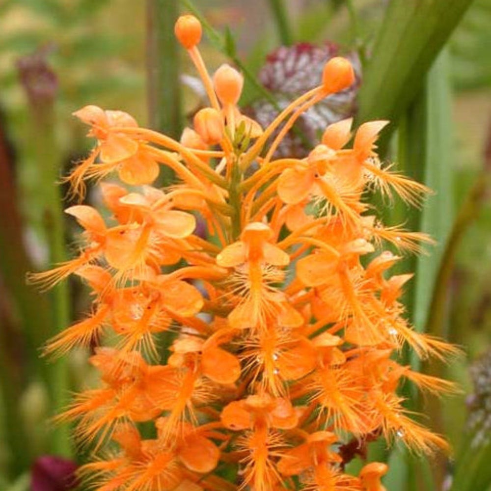 Butterfly Orchid Plant Seeds for pots and balconies