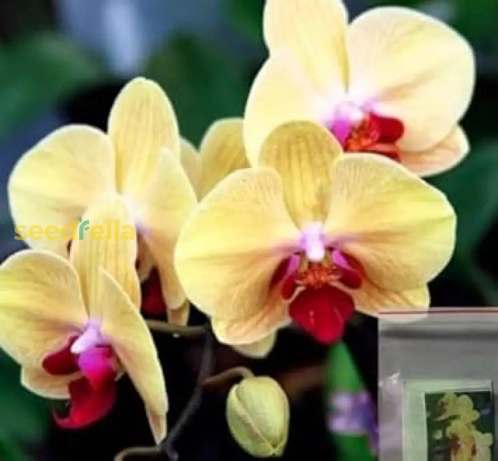 Butterfly Orchid Seeds - Light Yellow Flowers For Planting Flower