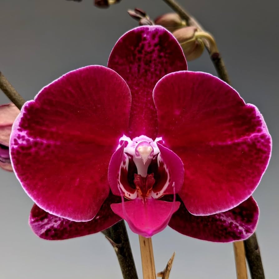 Maroon Butterfly Orchid seeds for containers and garden beds
