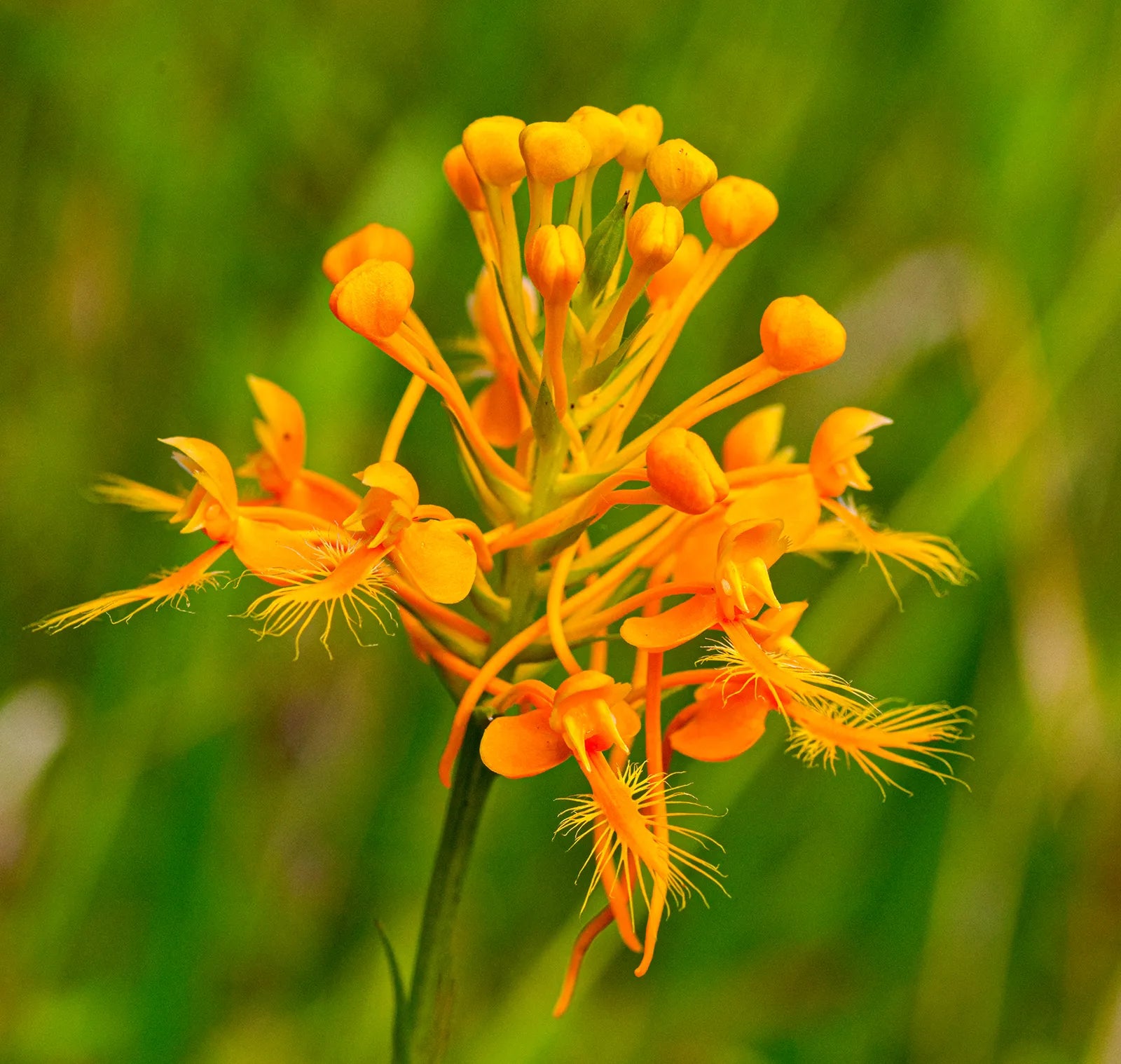 Butterfly Orchid Seeds for bright orange garden planting