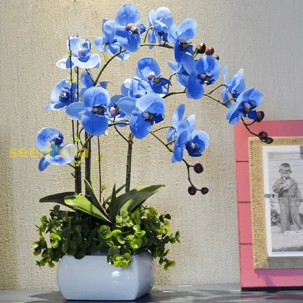 Butterfly Orchids Flower Seeds Sky Blue Planting