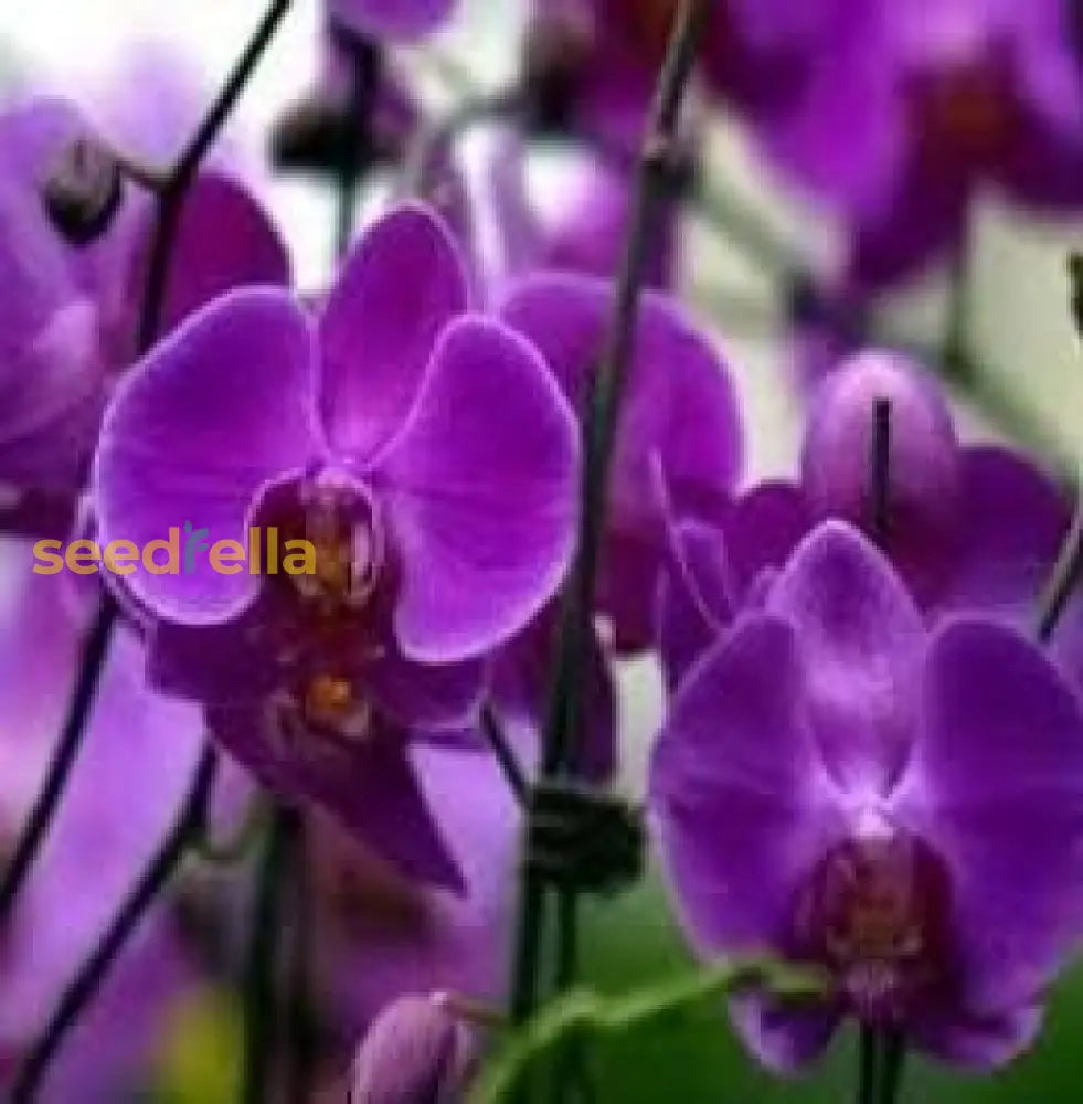 Butterfly Orchids Flower Seeds Violet Planting