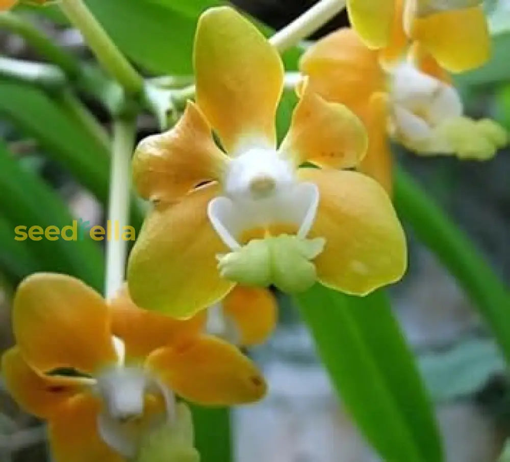 Butterfly Orchids Flower Seeds White Yellow Planting