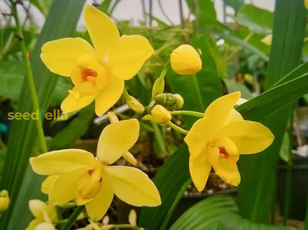 Butterfly Orchids Flower Seeds Yellow Planting