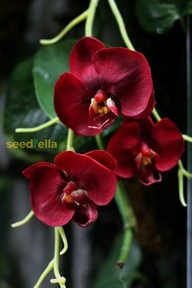 Butterfly Orchids Maroon Flower Seeds For Planting