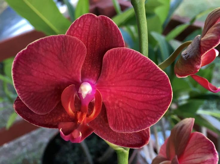 Butterfly Maroon Orchid seeds for vibrant garden blooms
