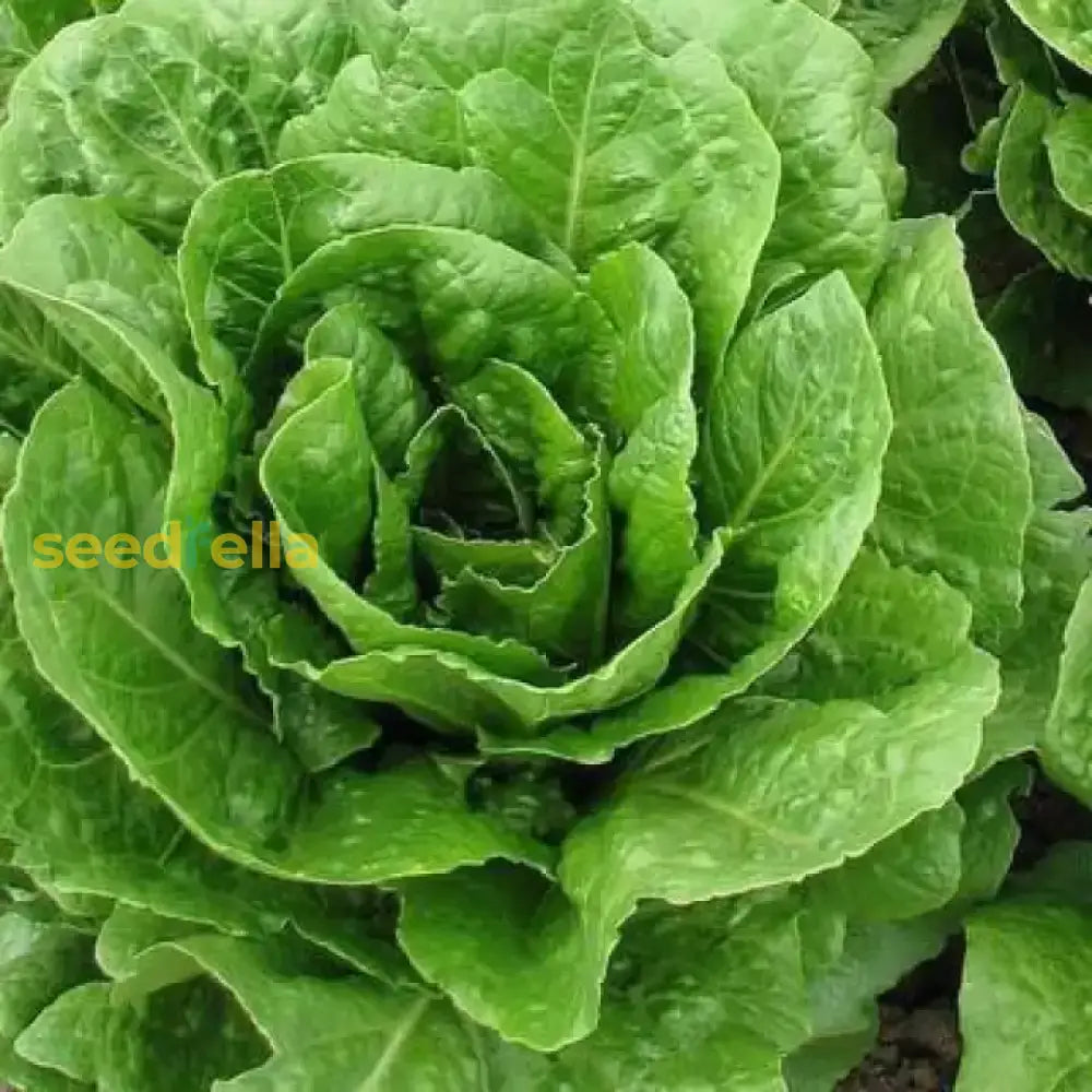 Butterhead lettuce growing in a home garden