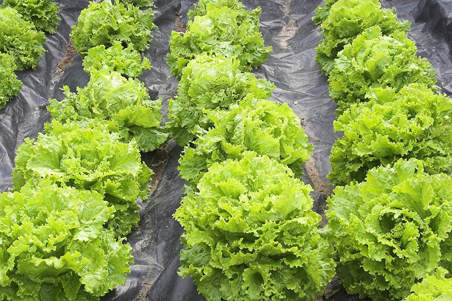 Butterhead lettuce seeds for crisp greens home planting