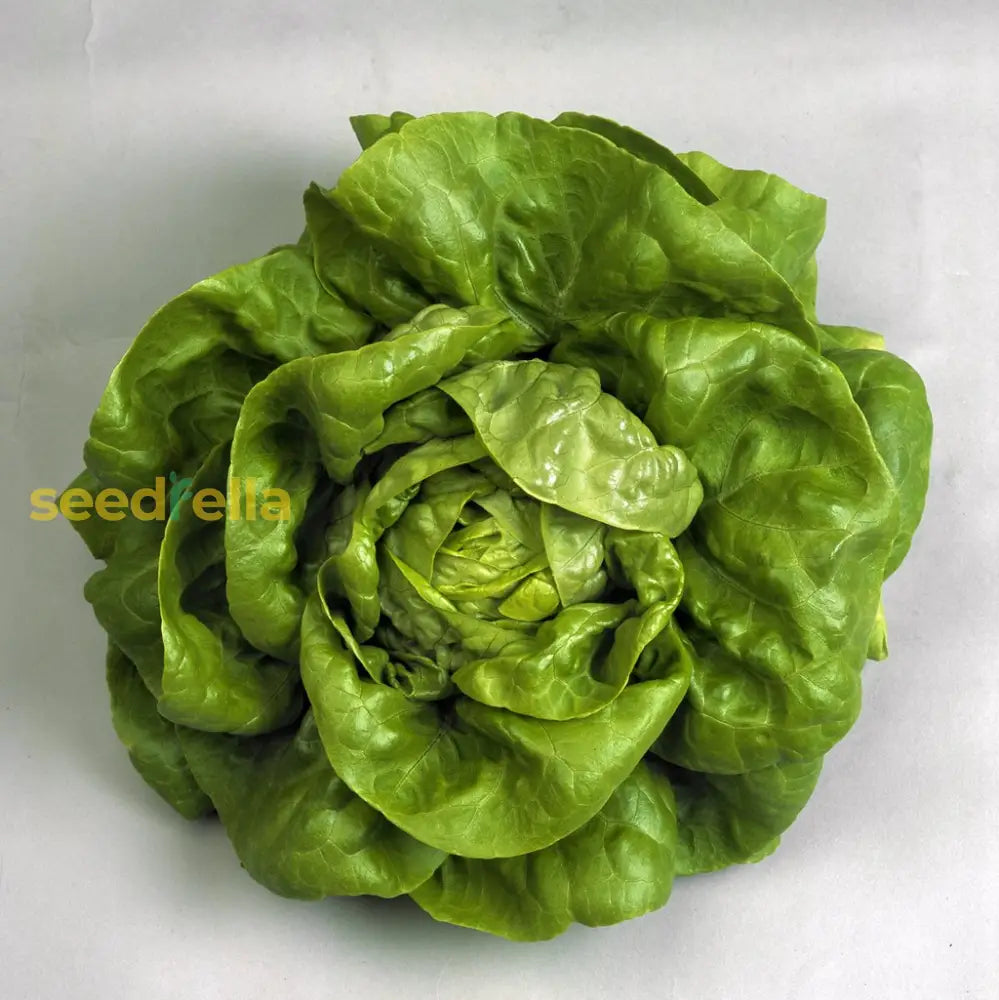 Butterhead Lettuce Seeds For Crisp Greens Planting Vegetable Seeds