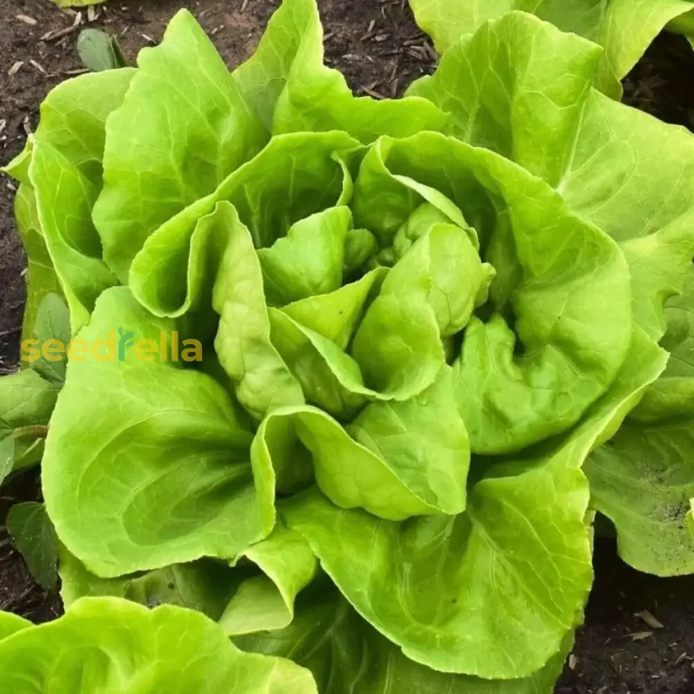 Butterhead Lettuce Seeds For Crisp Greens Planting Vegetable Seeds