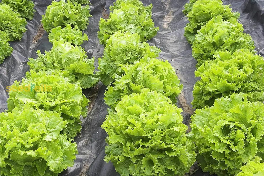 Butterhead Lettuce Seeds For Crisp Greens Planting Vegetable Seeds