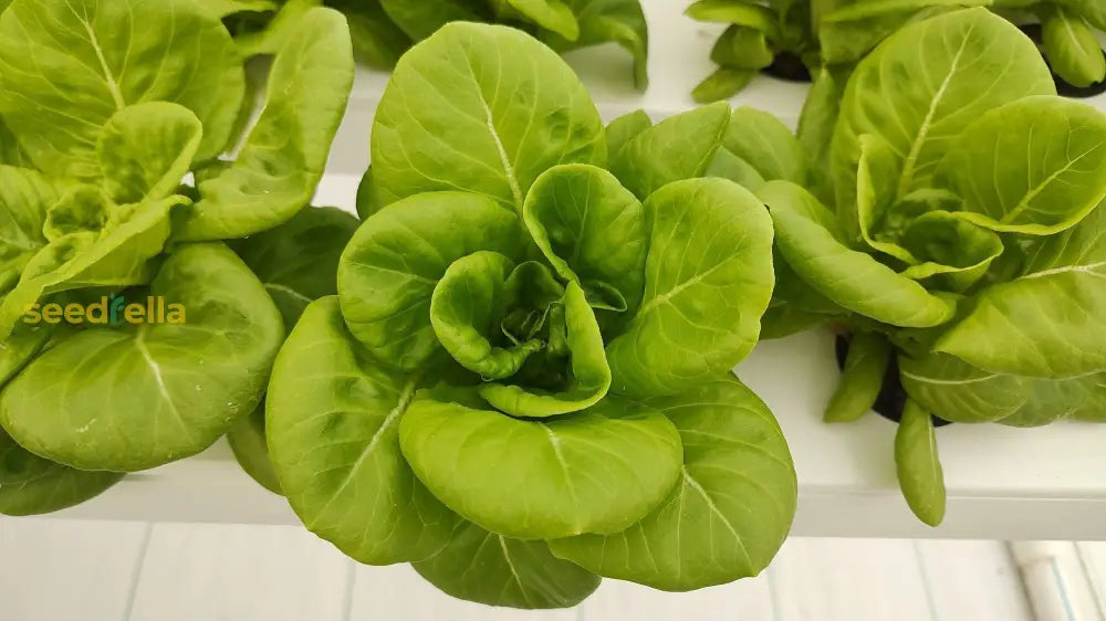 Butterhead Lettuce Seeds For Crisp Greens Planting Vegetable Seeds