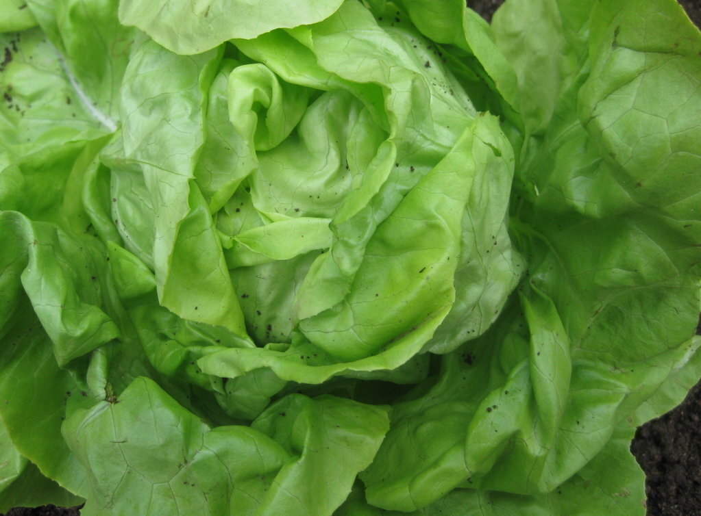 High germination butterhead lettuce seeds for fresh greens