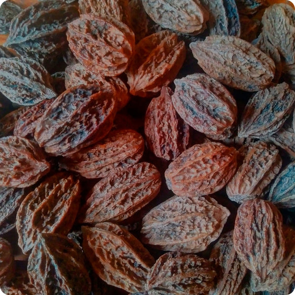 Butternut tree seeds Juglans cinerea hardy white walnut tree