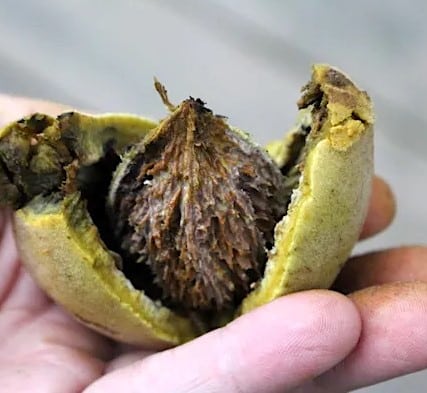 Butternut tree seeds showing compound green leaves and young nuts