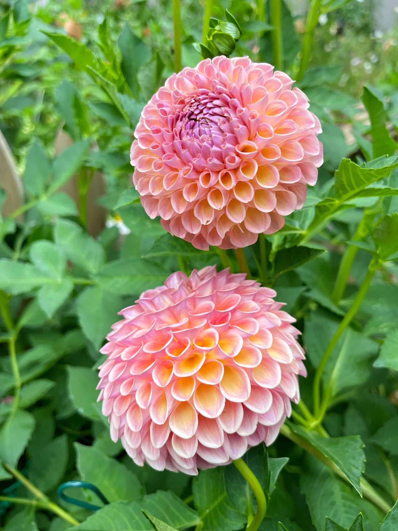 Butterscotch Dahlia Flower Seeds for planting