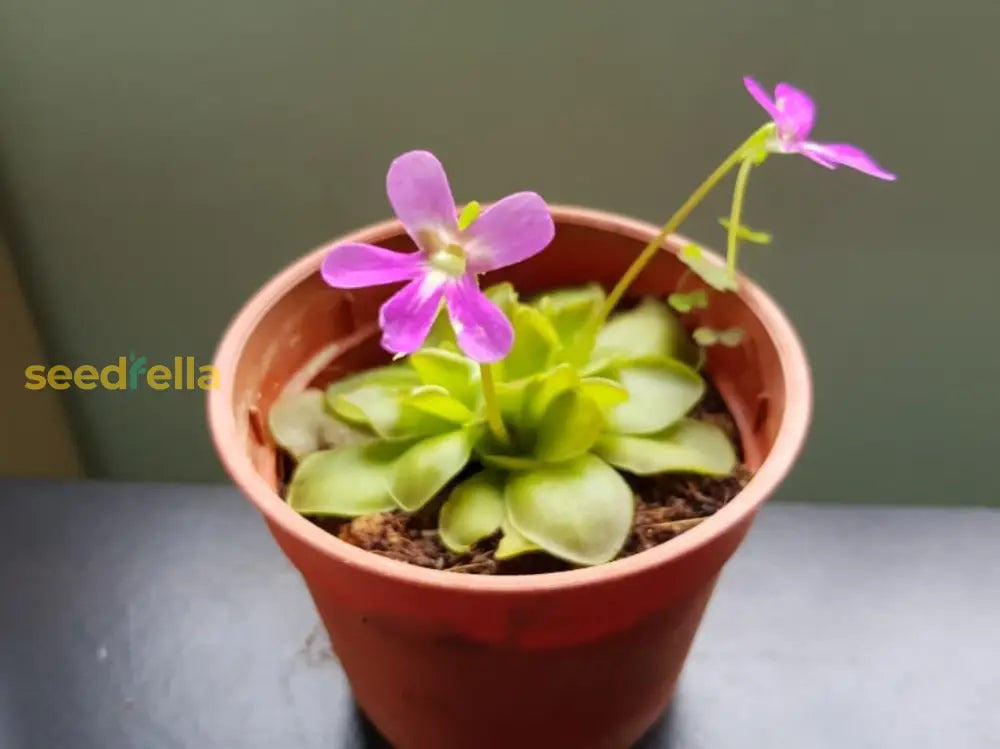 Butterwort Seeds For Planting: Grow Your Own Flower Plants