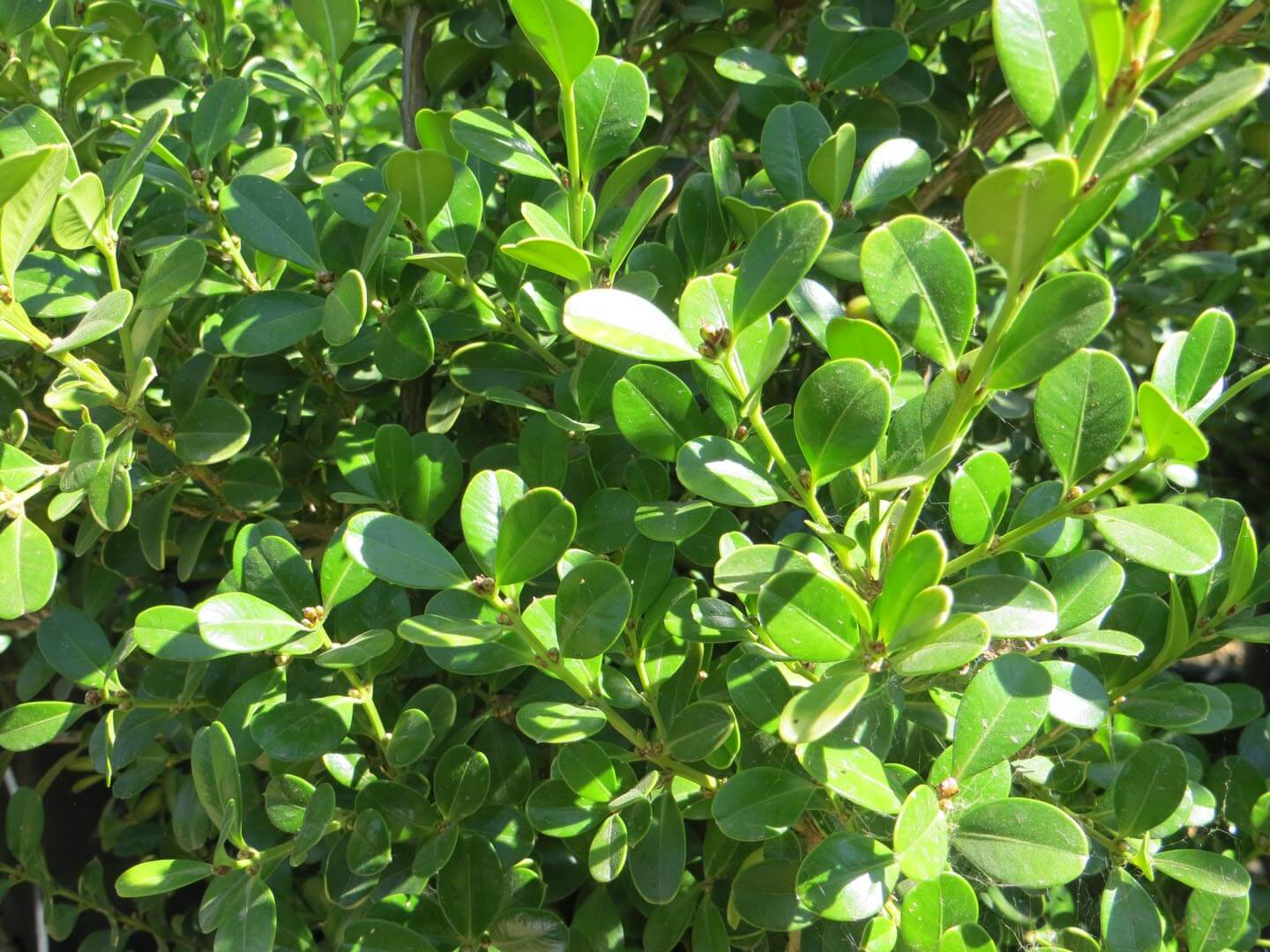 Buxus Microphylla Seeds For Planting Ornamental Shrubs Plant Seeds