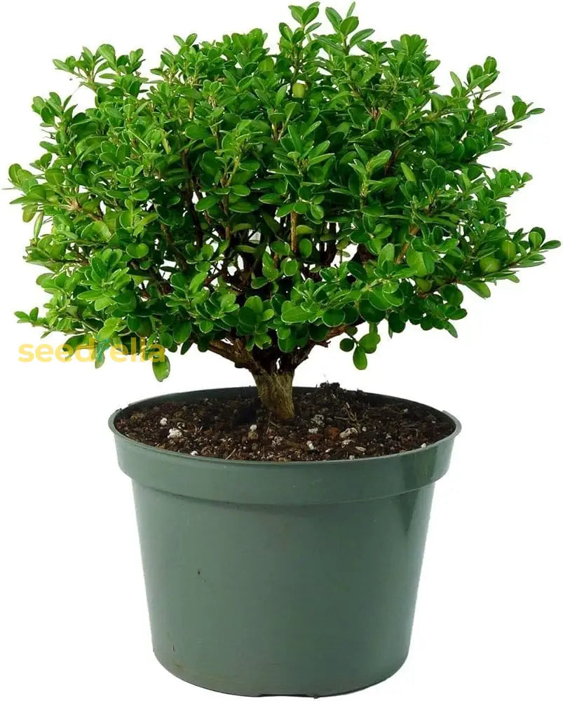 Buxus Microphylla Seeds For Planting Ornamental Shrubs Plant Seeds