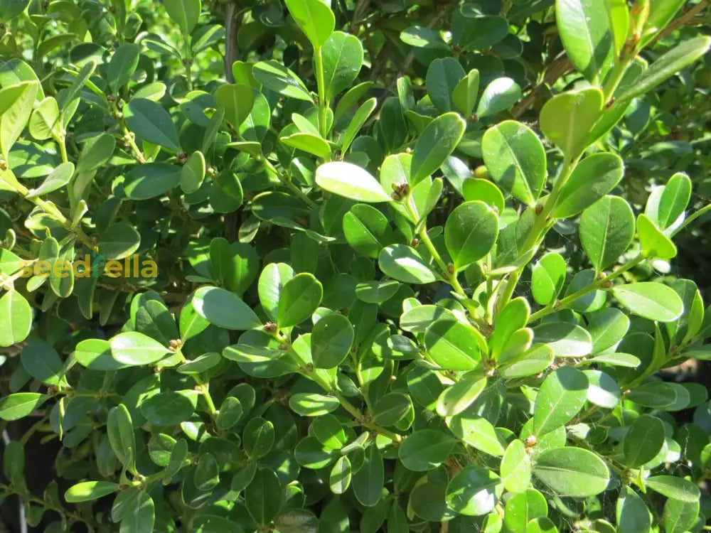 Buxus Microphylla Seeds For Planting Ornamental Shrubs Plant Seeds