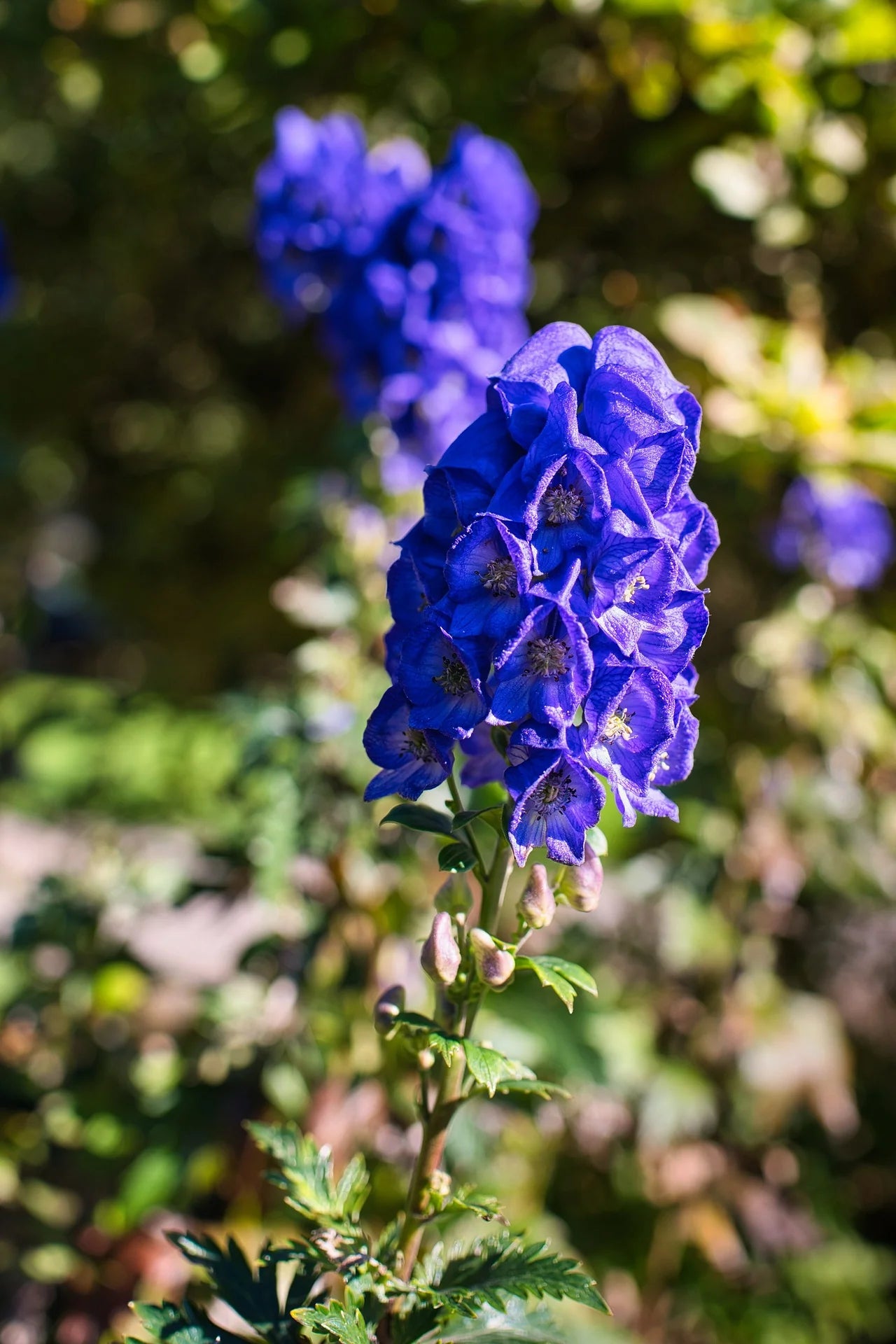 Buy Blue Aconitum Carmichaelii flower seeds online