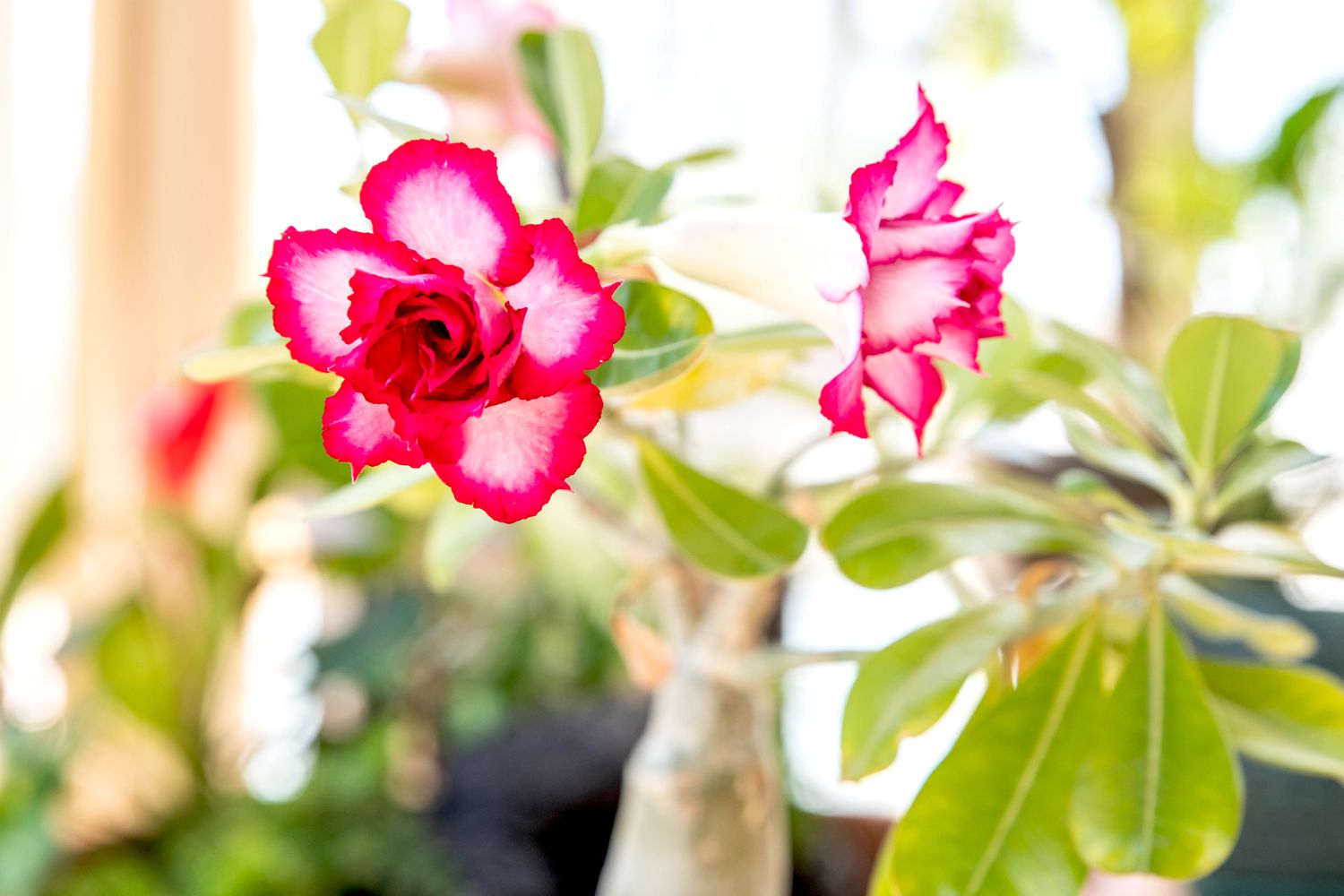 Buy Adenium Mixed Seeds online