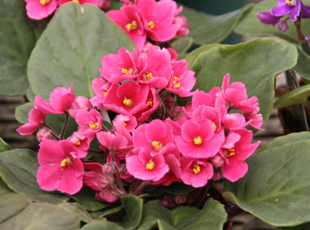 Buy Light Pink African Violet flower seeds online