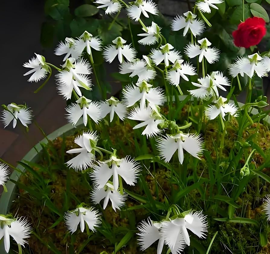 Buy Aigrette Orchid Seeds online