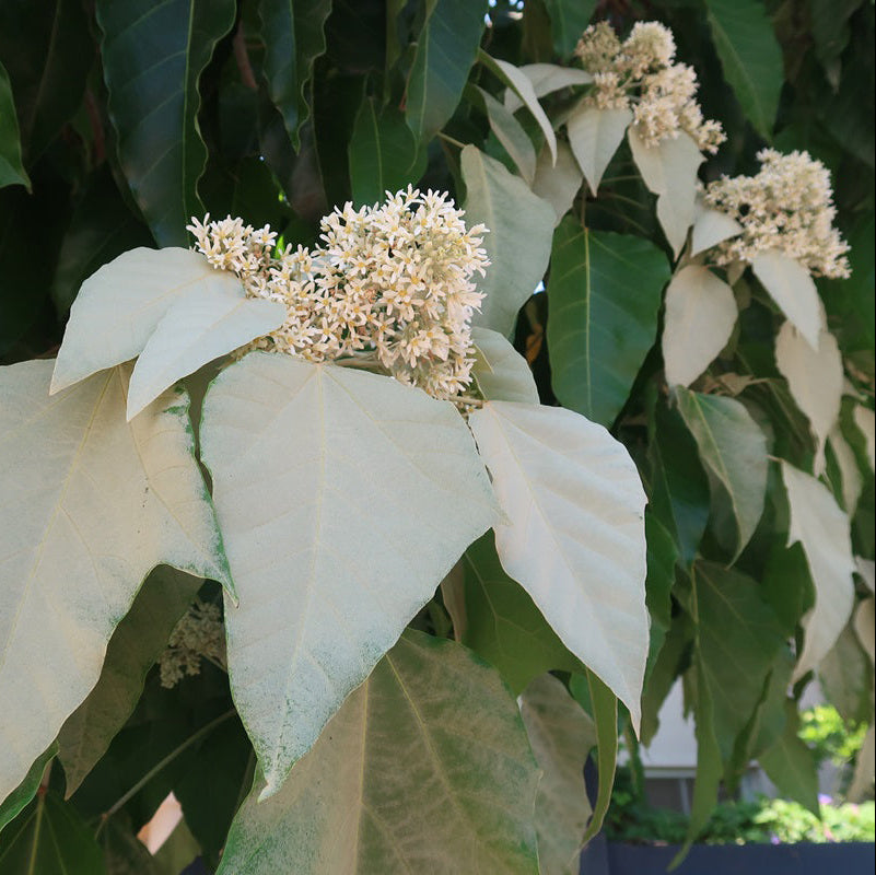 Buy Aleurites Flower Seeds online