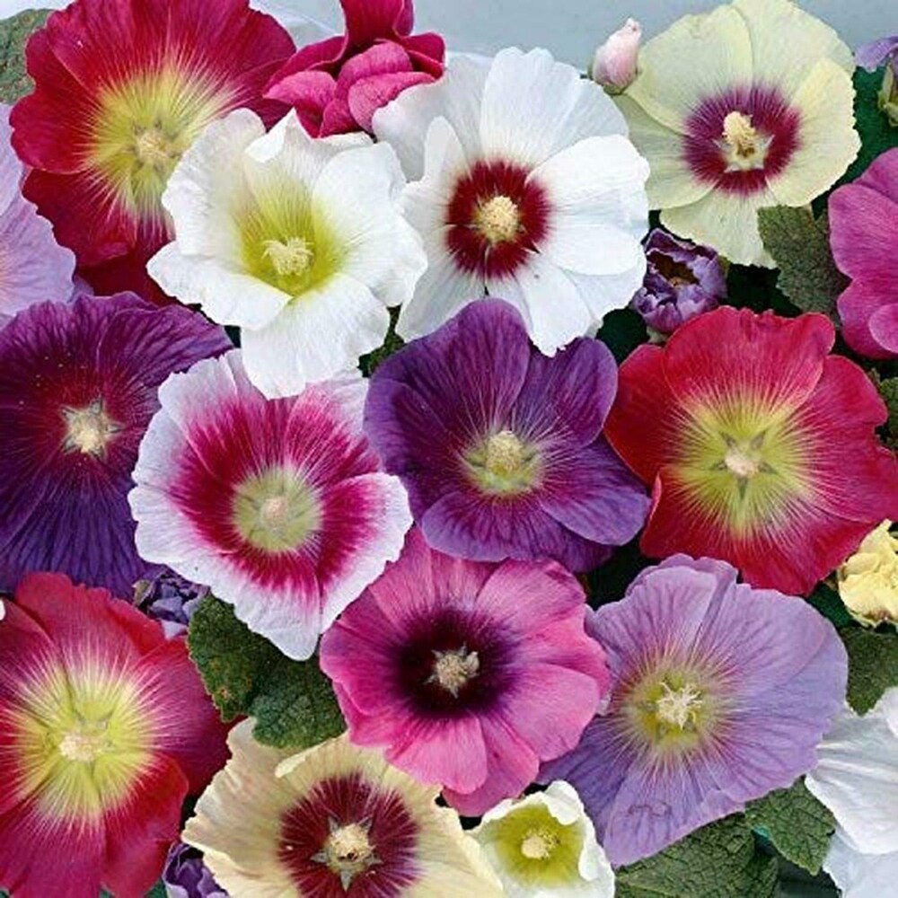 Buy Althaea Rosea Mixed Seeds online