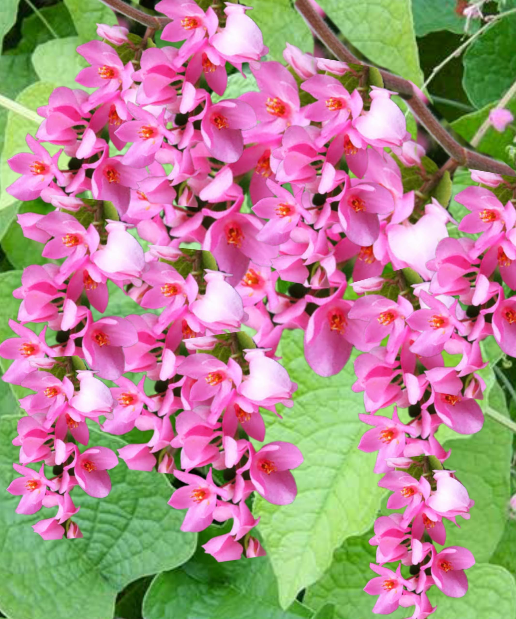 Buy Antigonon Flower Seeds online