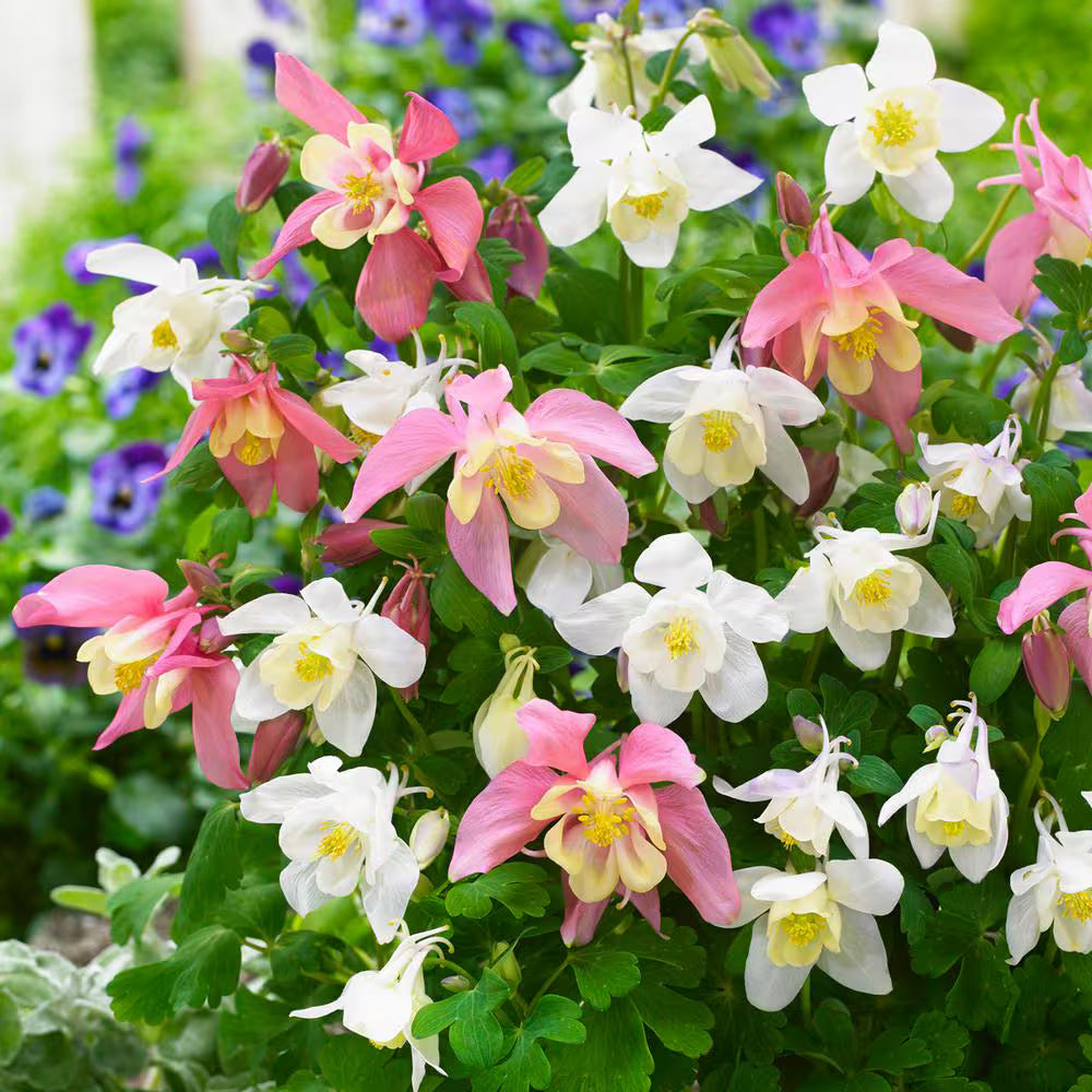 Buy Aquilegia Mixed Flower Seeds online