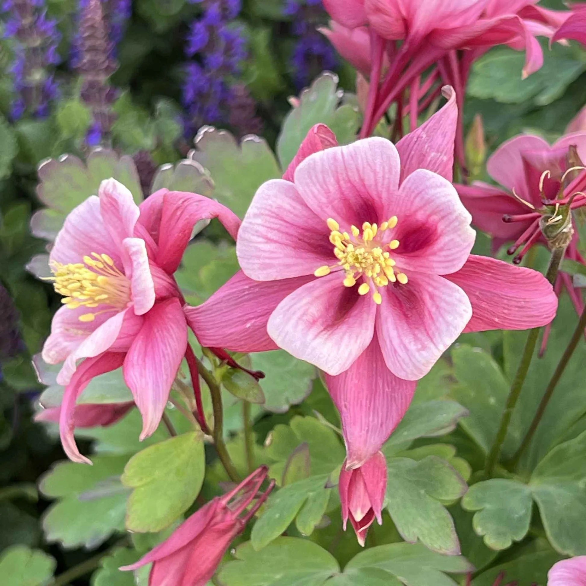 Buy Dark Pink & White Aquilegia Seeds online