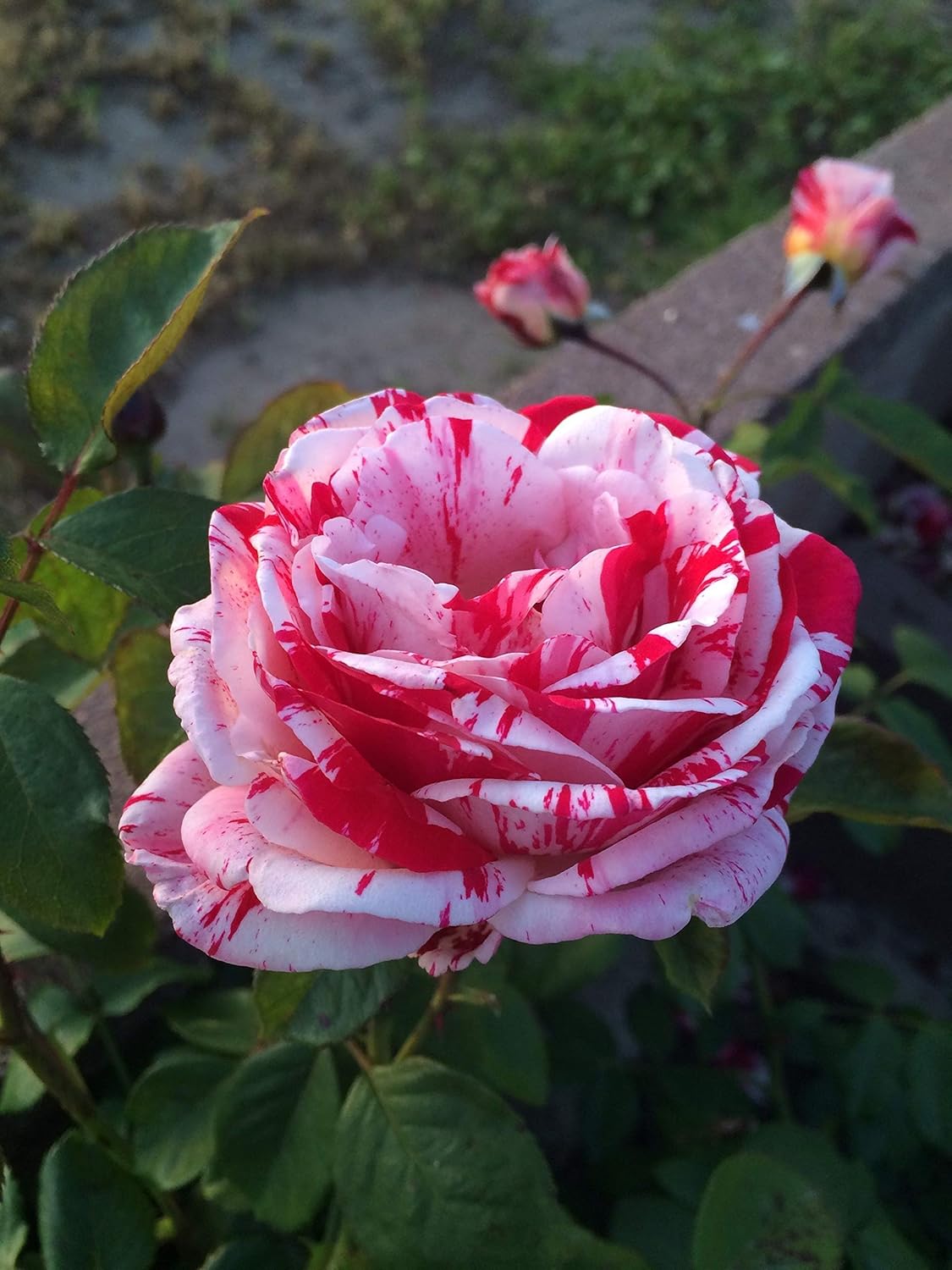 Buy Asaka White Red Rose Seeds online