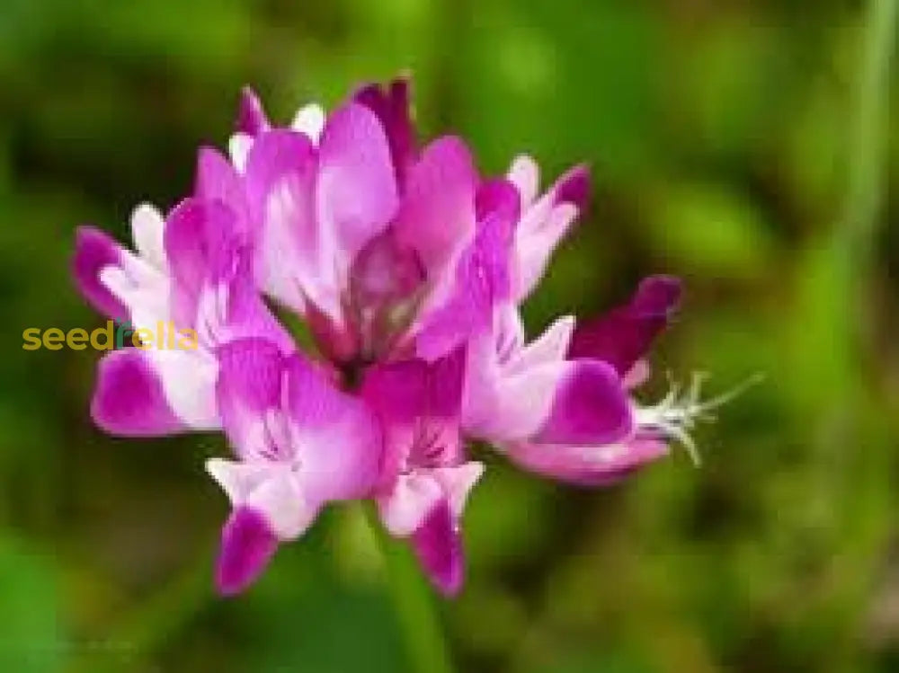 Buy Astragalus Seeds For Planting - Grow Beautiful Flowers Flower