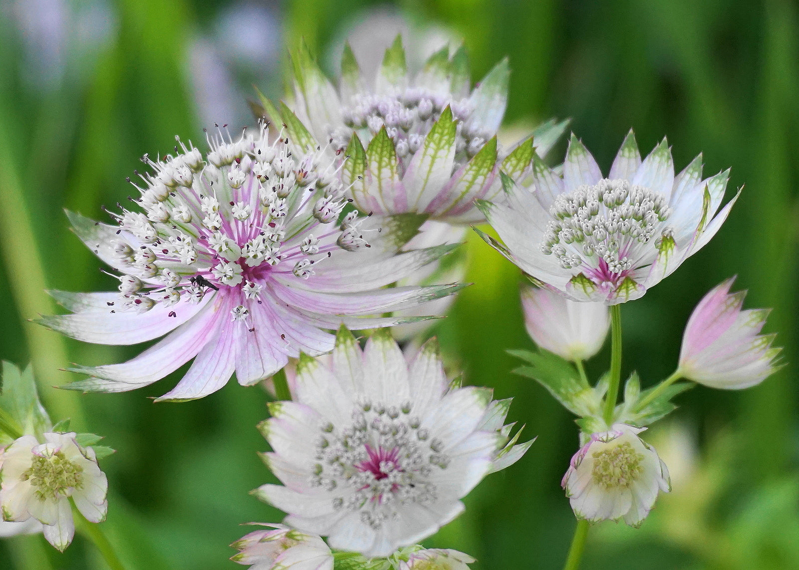 Buy Astrantia Seeds online for easy garden planting